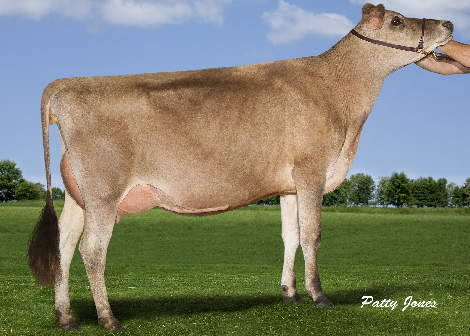 Maplevale Iatola Minnie Pearl Image